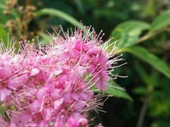-杭州湾海上花田景区