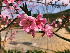 -青岛铁橛山风景区