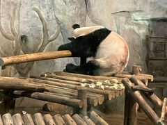-深圳野生动物园