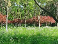 -东平国家森林公园