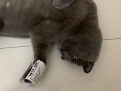 -瑞鹏宠物医院·夜间急症·心超·猫科(祖庙分店)