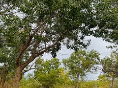 -金塔沙漠胡杨林景区