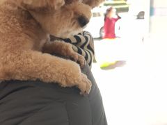 -德元·美联众合24小时动物医院(总院)