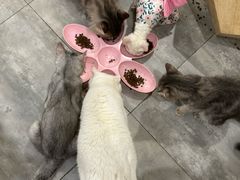 -楼上猫咖(罗湖店)