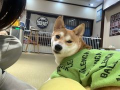 -逗柴咖啡屋·狗咖猫咖宠物桌游