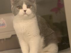 -猫大福·Fortune Cat猫舍(百子湾店)