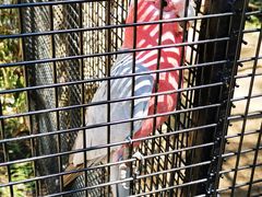 -费瑟代尔野生动物园