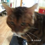 家门口的无敌诱惑-肉松小贝