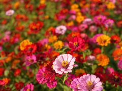 -映月湖中央公园