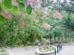 -大兴滨河森林公园