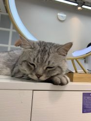 -飞梵造型