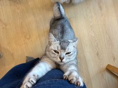 -有喵·猫咖·狗咖·30几只猫10只小狗(岗厦店)