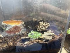 -酷以爬仙阁实体爬宠店·守宫·蜥蜴·专业繁育