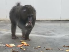 -西安秦岭野生动物园