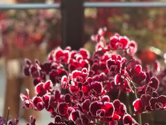 -T館·花园艺术餐厅
