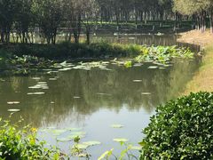 -东郊湿地公园