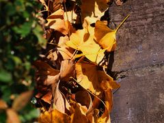 -上海佘山国家森林公园天马山园