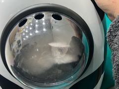 -爱佳宠物中心医院24H·CT·骨外科·猫专科(瑶海万达店)