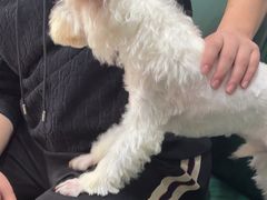 -瑞派康怡24h宠物医院·犬猫医疗中心·微创绝育(瑞景分院)