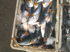 -青岛沙子口国家中心渔港