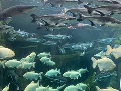 -波塞冬海底世界