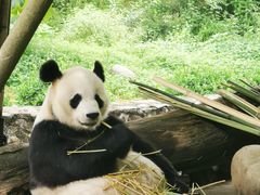 -都江堰中华大熊猫苑