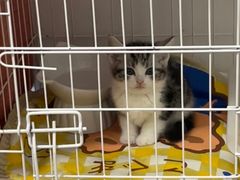 -喵zoo家庭繁育猫舍(尖东智能花园店)