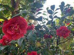 -深圳国际园林花卉博览园