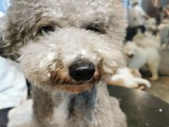 -more than meow吴止猫主题餐厅(承德 中船汇店)