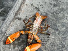 -金海湾海鲜排档(朱家尖店)