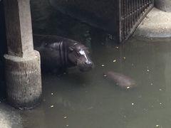 -清迈夜间动物园