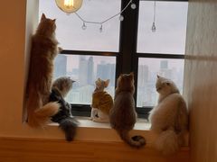 -猫腻·猫咖·撸猫馆(星光大道店)