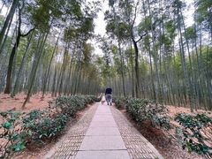 -大奇山国家森林公园