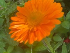 -前小桔亲子创意农场·草莓采摘·露营烧烤