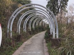 -铁山坪森林公园