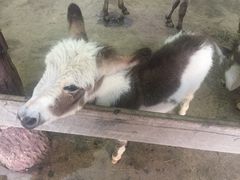 -清迈夜间动物园