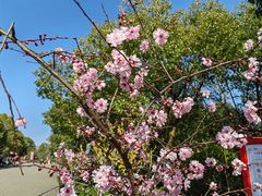 -上海海湾国家森林公园