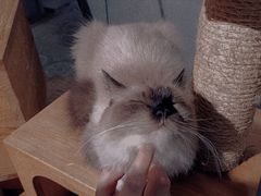 -more than meow吴止猫主题餐厅(承德 中船汇店)