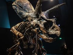 -墨尔本博物馆(Melbourne Museum)