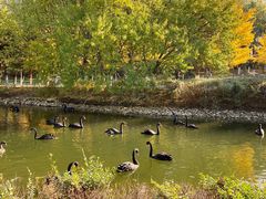 -长白岛森林公园