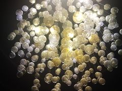 -大连金石滩绿发温泉假日酒店