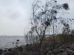 -吴淞炮台湾湿地森林公园烧烤区