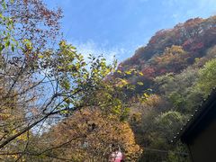 -王顺山国家森林公园