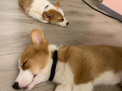 -浣熊柯尔鸭土拨鼠·电玩咖