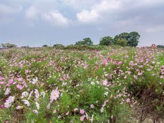 -西京湾花海