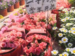 -曲阳花鸟市场(曲阳路店)