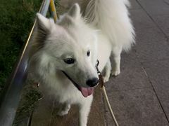 -pd派德宠物中心医院24H急重症·眼科中心·血液透析中心(嵩山北路店)