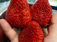 草莓-西郊国际农产品交易中心