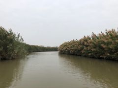-大湾区中央湿地公园