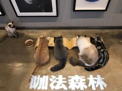 -咖法森林·咖啡  酒吧(天河店)